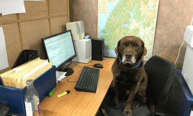Office helper, Mousse the dog